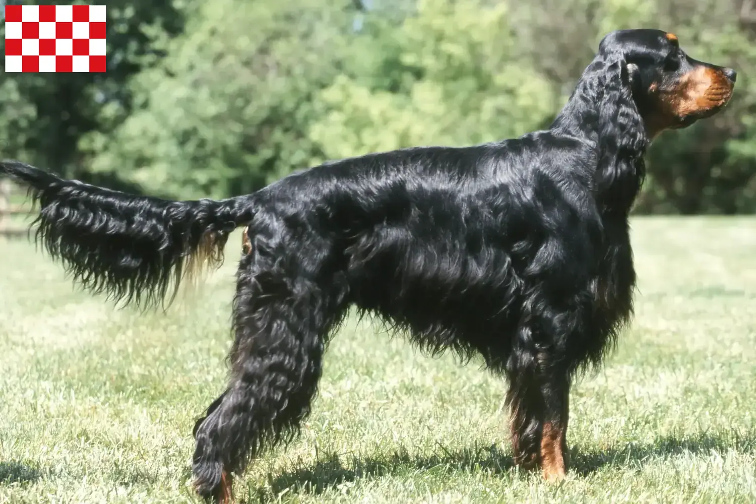 Lees meer over het artikel Gordon Setter fokkers en pups in Noord-Brabant