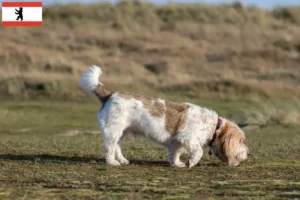 Lees meer over het artikel Grand Basset Griffon Vendéen fokkers en pups in Berlijn
