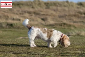 Lees meer over het artikel Grand Basset Griffon Vendéen fokkers en pups in Drenthe