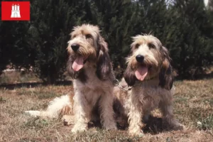 Lees meer over het artikel Grand Basset Griffon Vendéen fokkers en pups in Hamburg