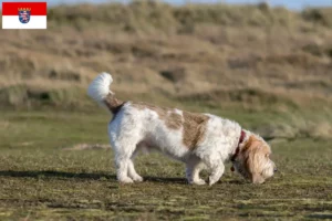 Lees meer over het artikel Grand Basset Griffon Vendéen fokkers en pups in Hessen