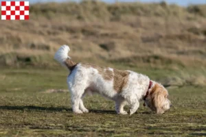 Lees meer over het artikel Grand Basset Griffon Vendéen fokkers en pups in Noord-Brabant
