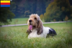 Lees meer over het artikel Grand Basset Griffon Vendéen fokkers en pups in Noord-Holland