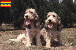 Lees meer over het artikel Grand Basset Griffon Vendéen fokkers en pups in Overijssel