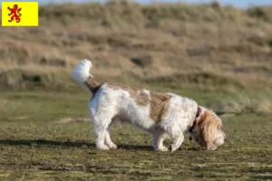 Lees meer over het artikel Grand Basset Griffon Vendéen fokkers en pups in Zuid-Holland