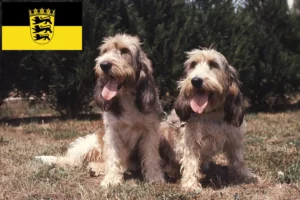 Lees meer over het artikel Grand Basset Griffon Vendéen fokkers en pups in Baden-Württemberg