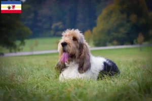 Lees meer over het artikel Grand Basset Griffon Vendéen fokkers en pups in Mecklenburg-Vorpommern