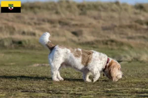 Lees meer over het artikel Grand Basset Griffon Vendéen fokkers en pups in Saksen-Anhalt