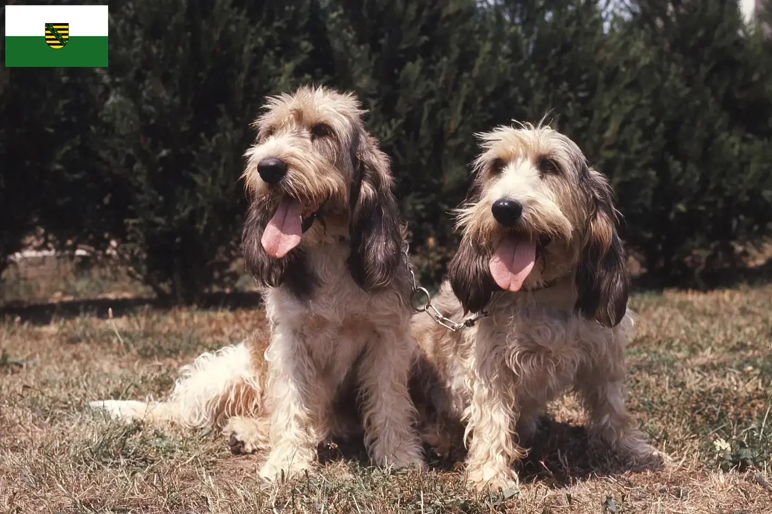 Lees meer over het artikel Grand Basset Griffon Vendéen fokkers en pups in Saksen