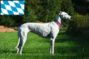 Lees meer over het artikel Greyhound fokkers en puppies in Beieren
