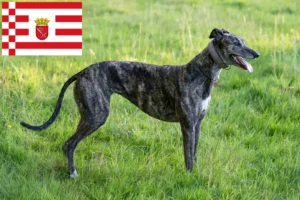 Lees meer over het artikel Greyhound fokkers en puppies in Bremen