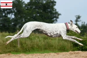 Lees meer over het artikel Greyhound fokkers en puppies in Drenthe