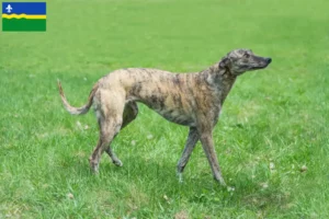 Lees meer over het artikel Greyhound fokkers en puppies in Flevoland