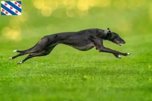 Lees meer over het artikel Greyhound fokkers en puppies in Friesland