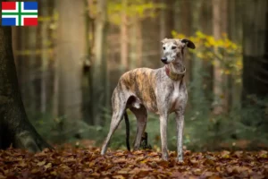Lees meer over het artikel Greyhound fokkers en puppies in Groningen