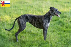 Lees meer over het artikel Greyhound fokkers en puppies in Limburg
