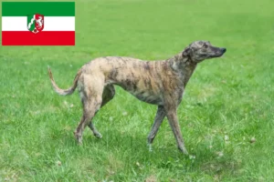 Lees meer over het artikel Greyhound fokkers en puppies in Noordrijn-Westfalen