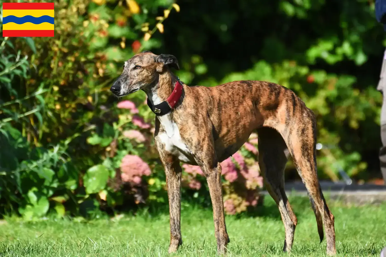 Lees meer over het artikel Greyhound fokkers en puppies in Overijssel