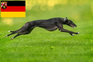 Lees meer over het artikel Windhondenfokkers en puppies in Rijnland-Palts