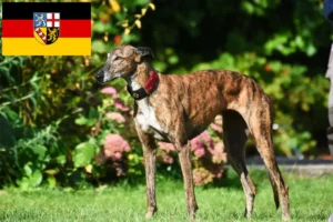 Lees meer over het artikel Windhondenfokkers en puppies in Saarland
