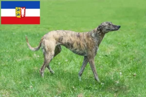 Lees meer over het artikel Greyhound fokkers en puppies in Sleeswijk-Holstein