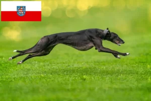Lees meer over het artikel Greyhound fokkers en puppies in Thüringen