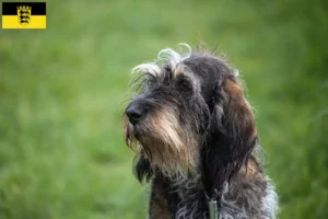 Lees meer over het artikel Griffon Bleu de Gascogne fokkers en pups in Baden-Württemberg