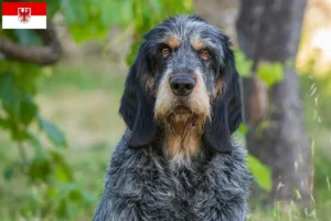 Lees meer over het artikel Griffon Bleu de Gascogne fokkers en puppies in Brandenburg