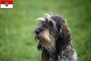 Lees meer over het artikel Griffon Bleu de Gascogne fokkers en pups in Hessen