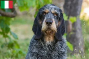 Lees meer over het artikel Griffon Bleu de Gascogne fokkers en pups in Italië
