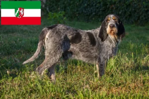 Lees meer over het artikel Griffon Bleu de Gascogne fokkers en pups in Noordrijn-Westfalen