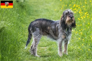 Lees meer over het artikel Griffon Bleu de Gascogne fokkers en pups in Saarland
