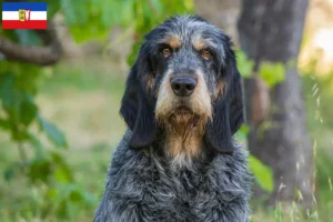 Lees meer over het artikel Griffon Bleu de Gascogne fokkers en pups in Sleeswijk-Holstein