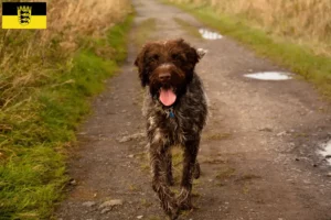 Lees meer over het artikel Griffon d’arrêt à poil dur Fokker en puppies in Baden-Württemberg