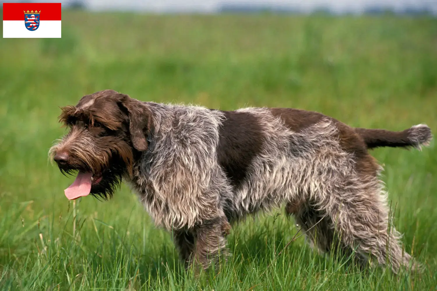 Lees meer over het artikel Griffon d’arrêt à poil dur Fokker en puppies in Hessen