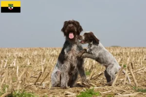 Lees meer over het artikel Griffon d’arrêt à poil dur Fokker en puppies in Saksen-Anhalt