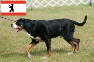 Lees meer over het artikel Grote Zwitserse Sennenhond fokker en puppies in Berlijn