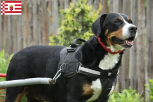 Lees meer over het artikel Grote Zwitserse Sennenhond fokker en pups in Bremen
