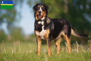 Lees meer over het artikel Grote Zwitserse Sennenhond fokker en pups in Flevoland