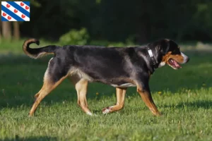 Lees meer over het artikel Grote Zwitserse Sennenhond fokker en pups in Friesland