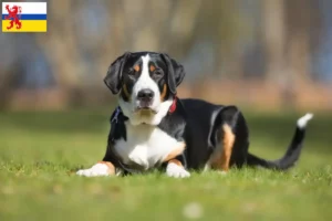 Lees meer over het artikel Grote Zwitserse Sennenhond fokker en pups in Limburg