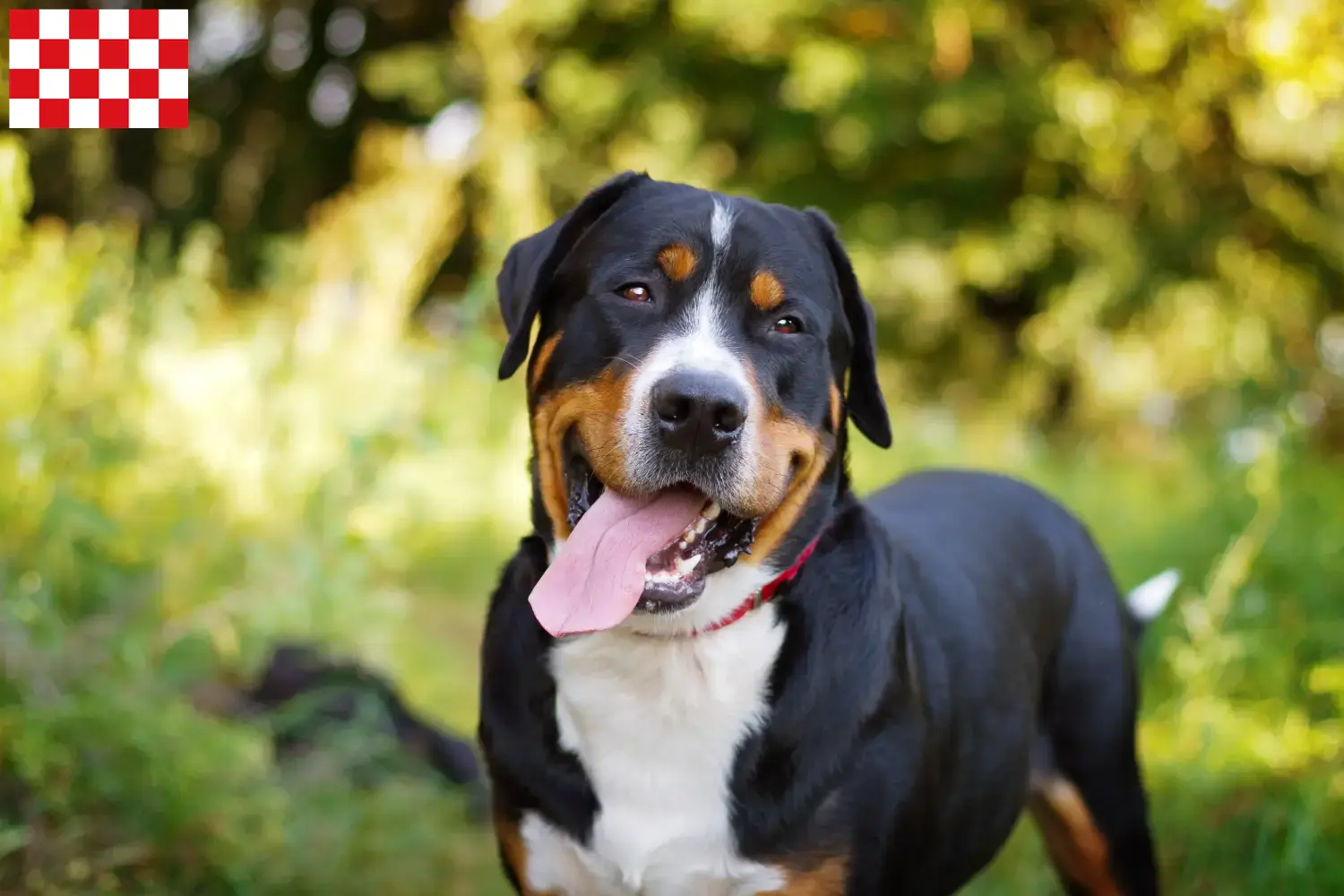Grote Zwitserse Berghond pups en fokkers Noord-Brabant Vind hier Grote Zwitserse Sennenhond fokkers in Noord-Brabant.