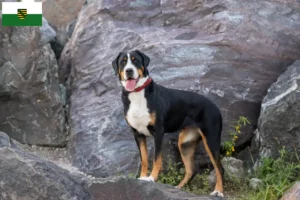 Lees meer over het artikel Grote Zwitserse Sennenhond Fokker en Puppies in Saksen