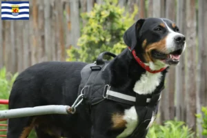 Lees meer over het artikel Grote Zwitserse Sennenhond fokker en pups in Zeeland