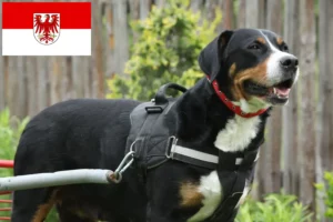 Lees meer over het artikel Grote Zwitserse Sennenhond fokker en pups in Brandenburg