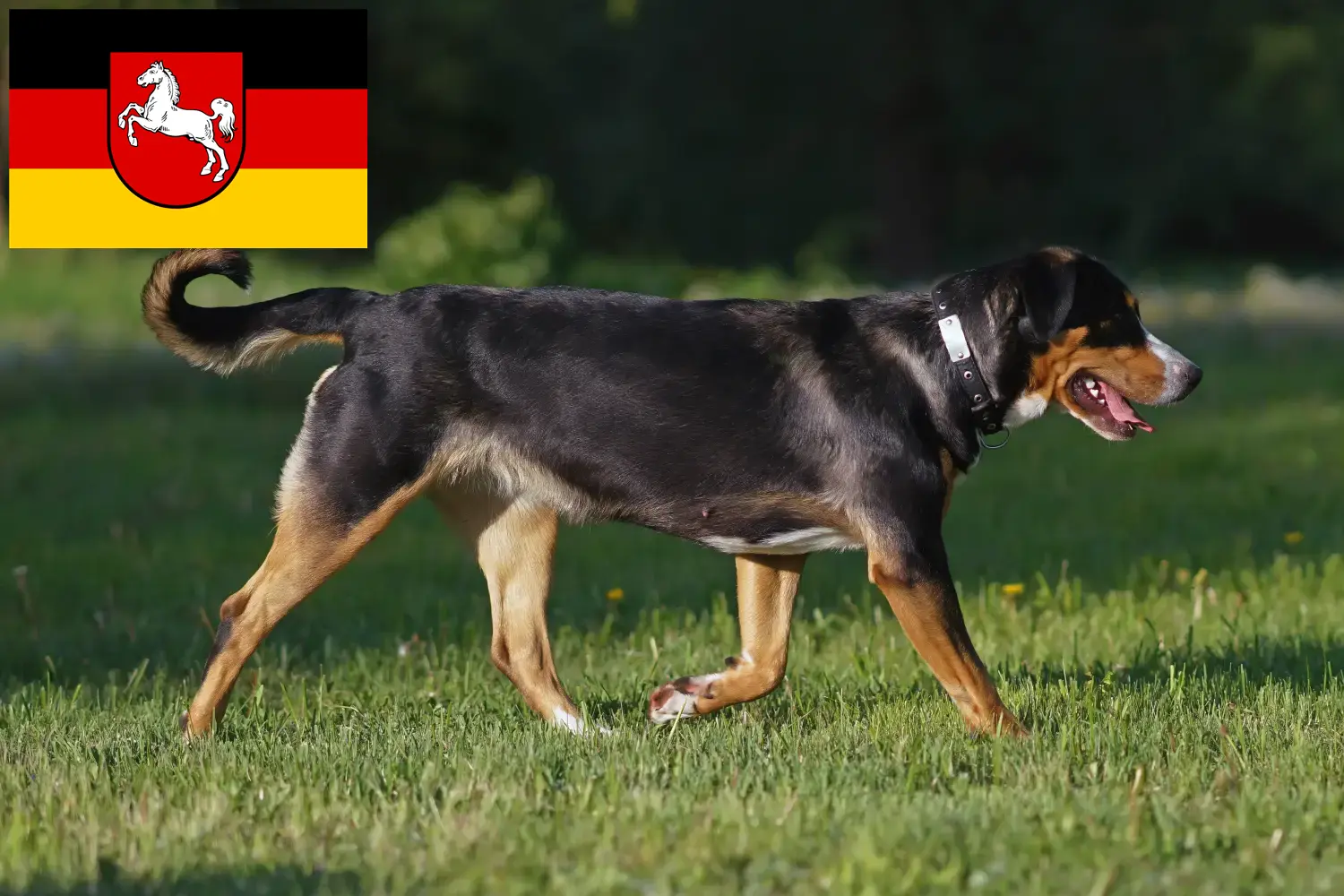 Lees meer over het artikel Grote Zwitserse Sennenhond fokker en puppies in Nedersaksen