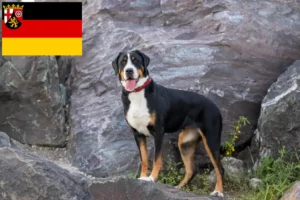 Lees meer over het artikel Grote Zwitserse Sennenhond fokker en puppies in Rijnland-Palts