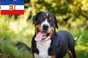Lees meer over het artikel Grote Zwitserse Sennenhond fokker en pups in Sleeswijk-Holstein