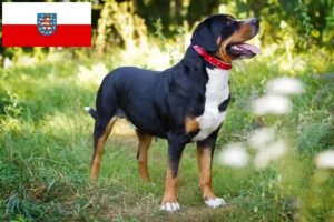 Lees meer over het artikel Zwitserse Sennenhond fokker en pups in Thüringen