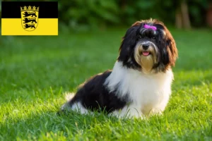 Lees meer over het artikel Havanezer fokkers en pups in Baden-Württemberg